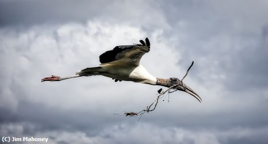 Missing Image: i_0024.jpg - Woodstork Holding a Stick