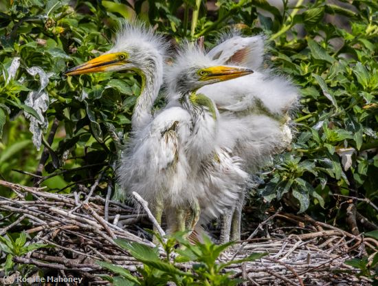 Missing Image: i_0026.jpg - Two Egret Chicks