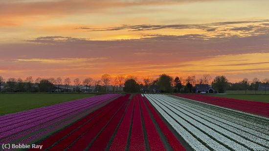 Missing Image: i_0045.jpg - Tulip Field Sunset