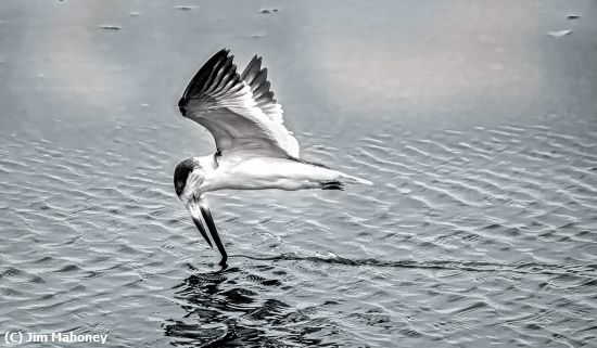Missing Image: i_0067.jpg - Skimming