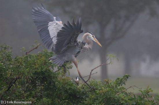 Missing Image: i_0005.jpg - Foggy day-Great Blue heron