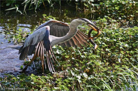 Missing Image: i_0008.jpg - GBH vs Snake