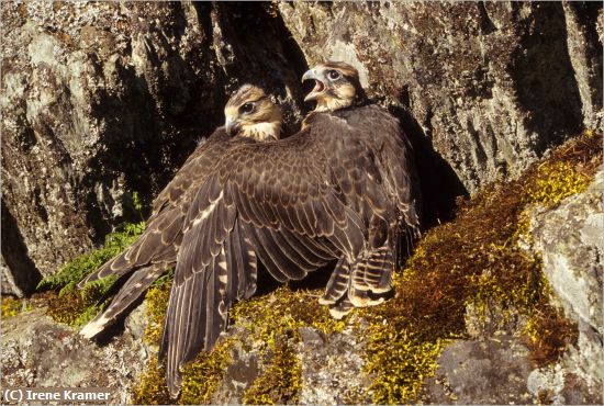 Missing Image: i_0015.jpg - Baby Lanner Falcons at Nest