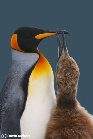 Missing Image: i_0016.jpg - Forever Hungry