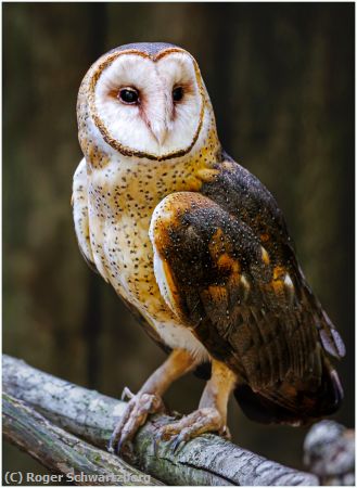 Missing Image: i_0018.jpg - Stark White Stare
