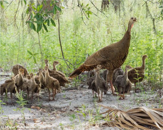 Missing Image: i_0024.jpg - Hen turkey and her brood
