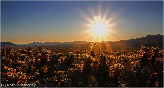 Missing Image: i_0043.jpg - Sunrise on the Cactus