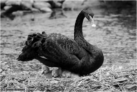 Missing Image: i_0053.jpg - Black Swan with Cygnets