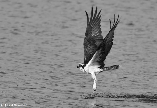 Missing Image: i_0070.jpg - water take off