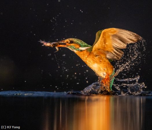 Missing Image: i_0006.jpg - Kingfisher in Hungary