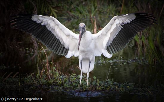 Missing Image: i_0007.jpg - The Mighty Woodstork