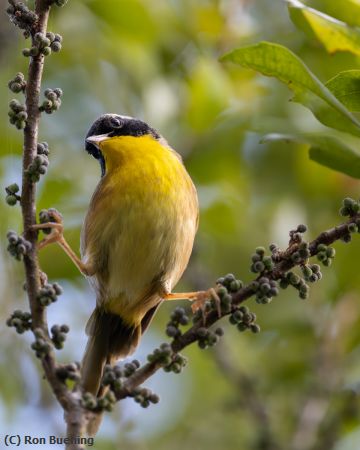 Missing Image: i_0001.jpg - A Little Slow in the Morning