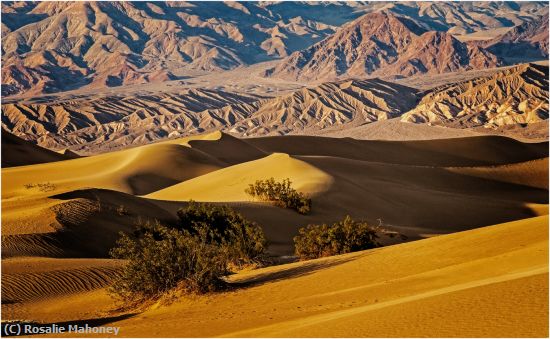 Missing Image: i_0011.jpg - Mesquite Dunes