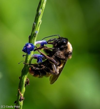 Missing Image: i_0015.jpg - Foraging for pollen