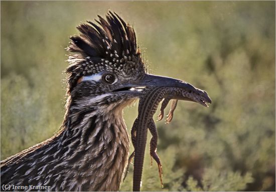 Missing Image: i_0018.jpg - Drama in the Desert