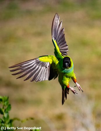 Missing Image: i_0021.jpg - Colorful-Flight