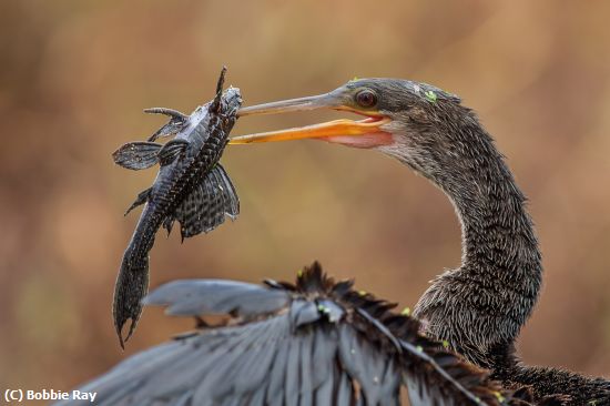 Missing Image: i_0027.jpg - Good Catch