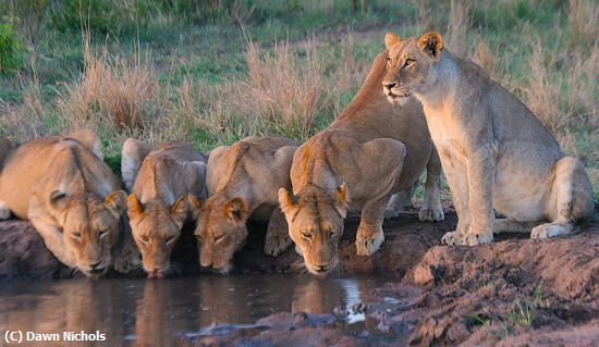 Missing Image: i_0028.jpg - On Lookout