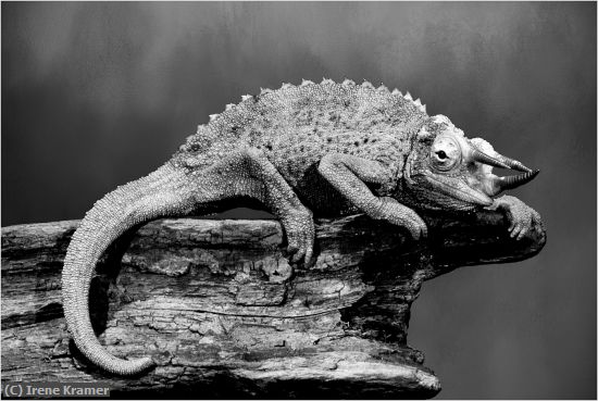 Missing Image: i_0066.jpg - Jackson's Chameleon