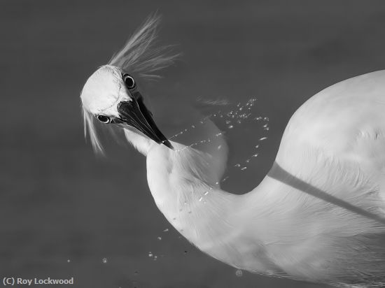 Missing Image: i_0077.jpg - Water Play