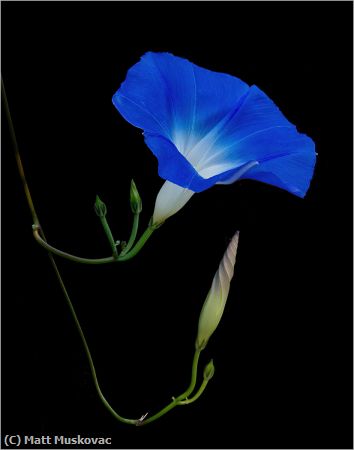 Missing Image: i_0004.jpg - Morning Glory