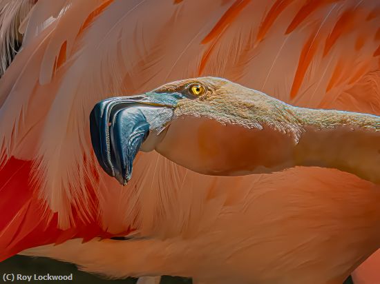 Missing Image: i_0015.jpg - Eye of the Flamingo