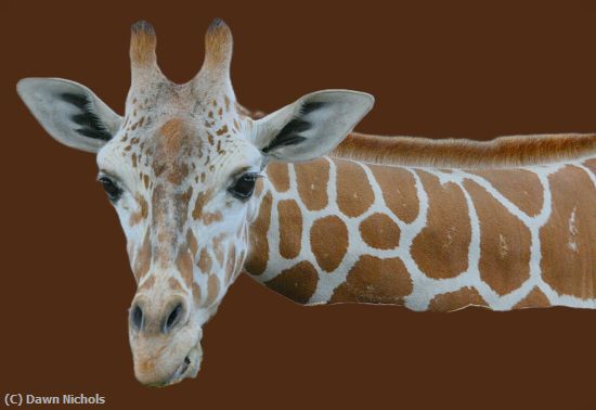 Missing Image: i_0016.jpg - Giraffe In Your Face