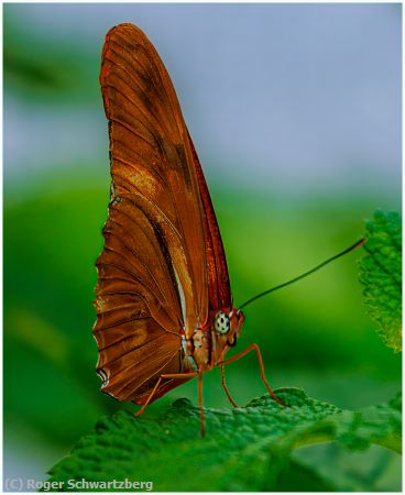 Missing Image: i_0024.jpg - Julia in Blue and Green