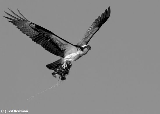 Missing Image: i_0049.jpg - nest-building-time