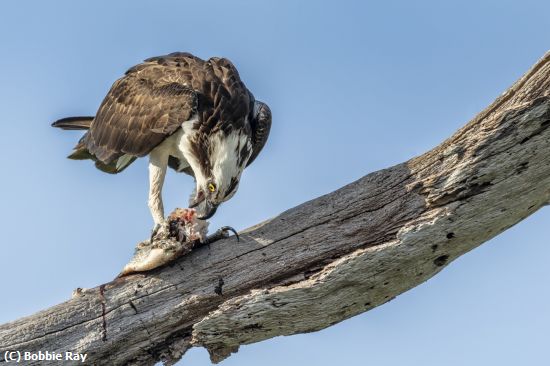 Missing Image: i_0003.jpg - Lunch