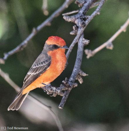 Missing Image: i_0008.jpg - comfortably-perched