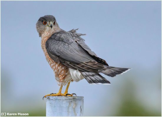 Missing Image: i_0011.jpg - HangingOut