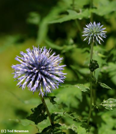 Missing Image: i_0028.jpg - bursting-with-color