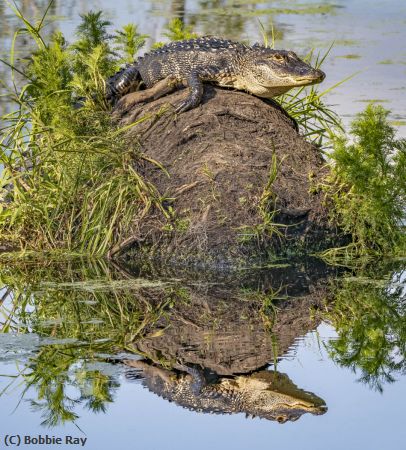 Missing Image: i_0029.jpg - Hilltop Reflection