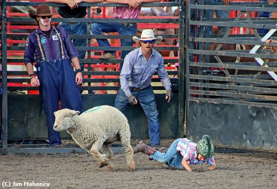 Missing Image: i_0039.jpg - Thrown by the Sheep