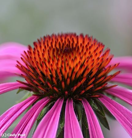 Missing Image: i_0040.jpg - Coneflower closeup 1