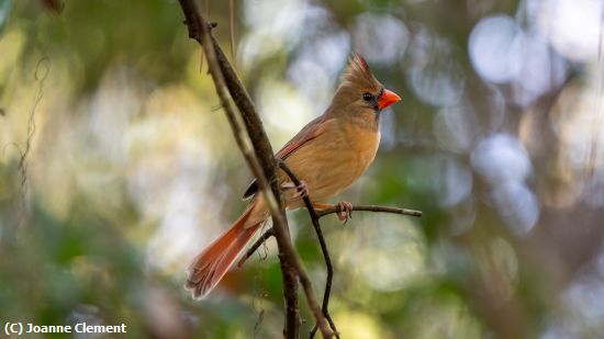 Missing Image: i_0044.jpg - Female Northern Cardinal-1
