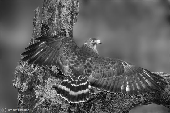 Missing Image: i_0056.jpg - Broad-winged Hawk Mantling