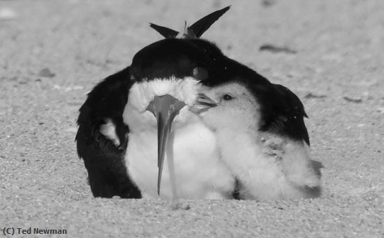 Missing Image: i_0059.jpg - thanks-mom