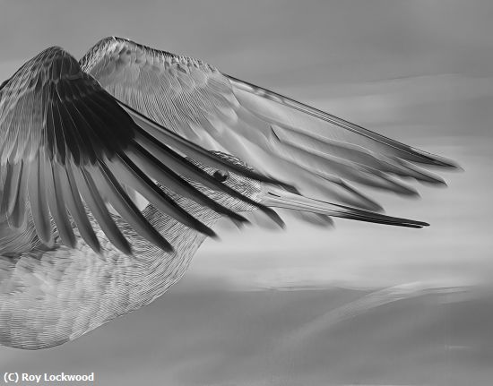 Missing Image: i_0075.jpg - Eye of the Godwit