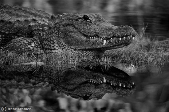 Missing Image: i_0078.jpg - Terror of the Everglades