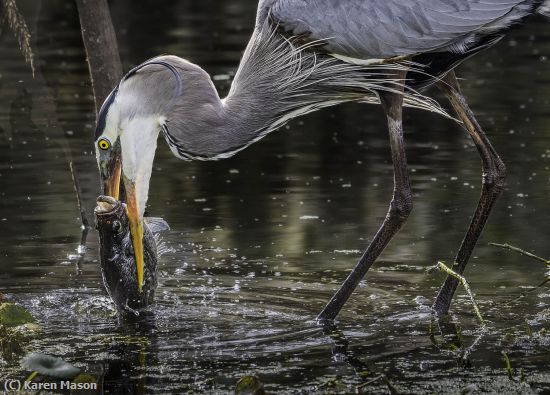 Missing Image: i_0006.jpg - Fresh Seafood