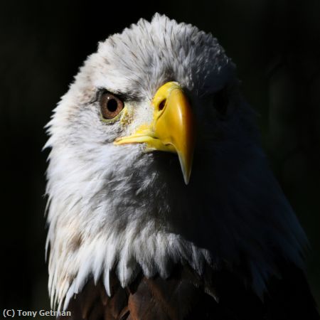 Missing Image: i_0010.jpg - Captive Bald Eagle