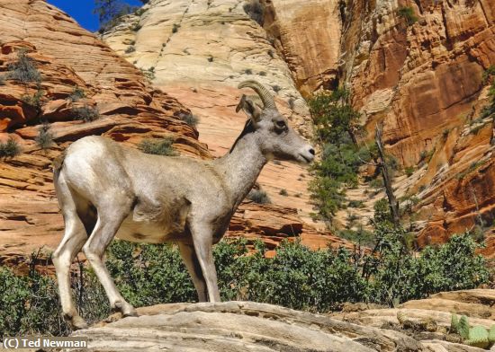 Missing Image: i_0011.jpg - king of the hill