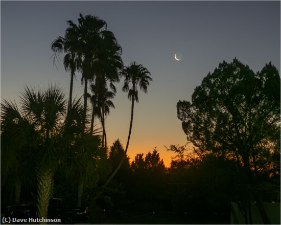 Missing Image: i_0017.jpg - Tall Palms and Crescent Moon-