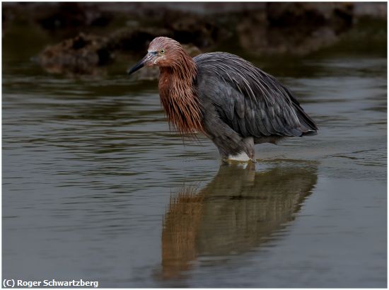 Missing Image: i_0019.jpg - Reddish Egret Over Reflection