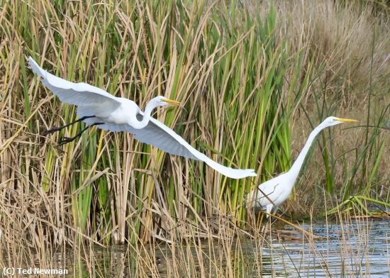 Missing Image: i_0022.jpg - in the marsh