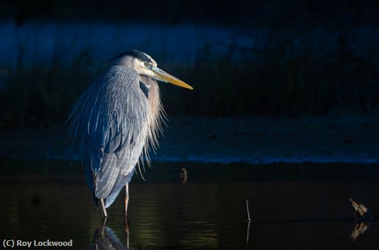 Missing Image: i_0029.jpg - Great Blue