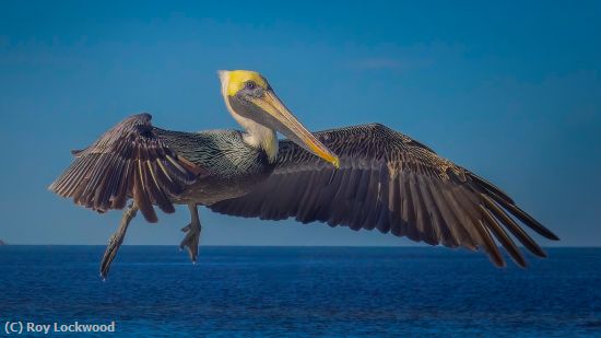 Missing Image: i_0032.jpg - About to Land