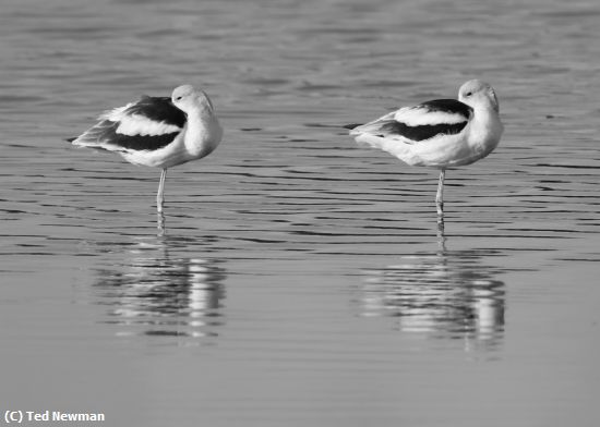 Missing Image: i_0045.jpg - the resting pair